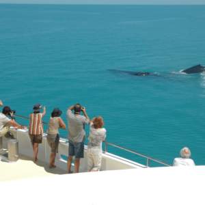Coral Expeditions - Whale Watching